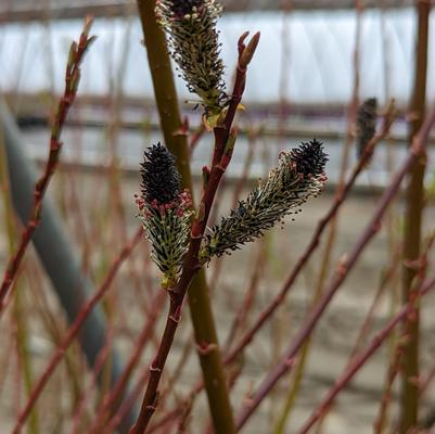 Salix Melanostachys