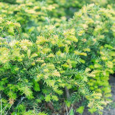 Taxus baccata 'Repandens'