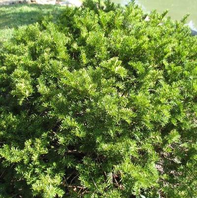 Taxus x media 'Brownii'