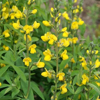 Thermopsis villosa 