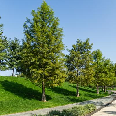 Taxodium distichum 