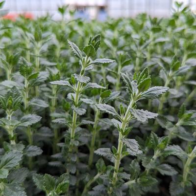 Teucrium chamaedrys 