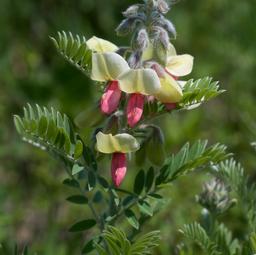 Tephrosia virginiana 