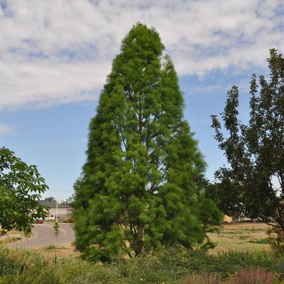 Taxodium distichum Shawnee Brave