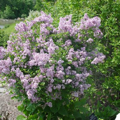 Syringa meyeri Palibin