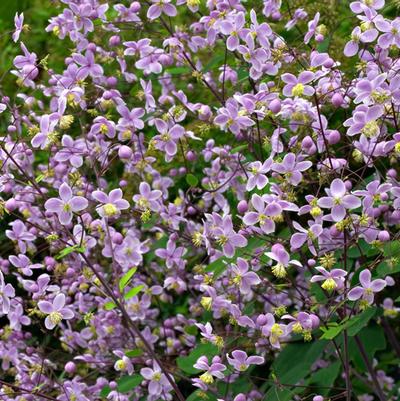 Thalictrum rochebrunianum 