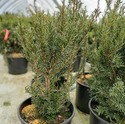 Taxus x media 'Dark Green Spreader'