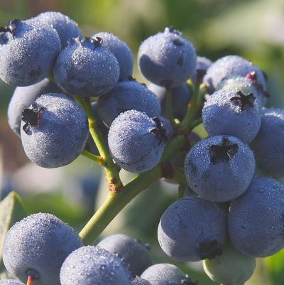 Vaccinium corymbosum 'Blue Gold'