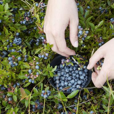 Vaccinium angustifolium 