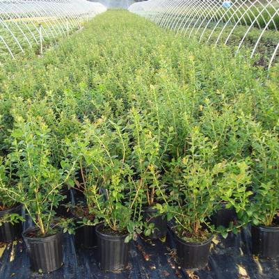 Vaccinium corymbosum Blue Ray