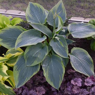 Hosta hybrid Shadowland® Shadowland® Wu-La-La