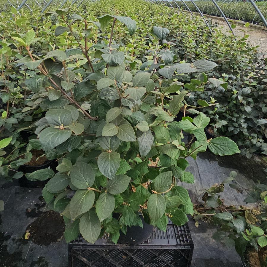 Viburnum carlesii Sugar n' Spice®