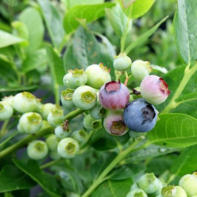 Vaccinium corymbosum 'Polaris'