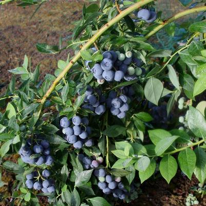 Vaccinium corymbosum Berries Galore