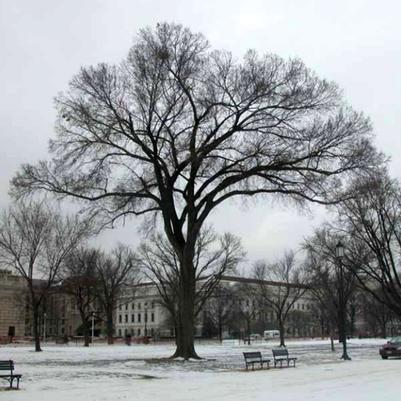 Ulmus americana Jefferson