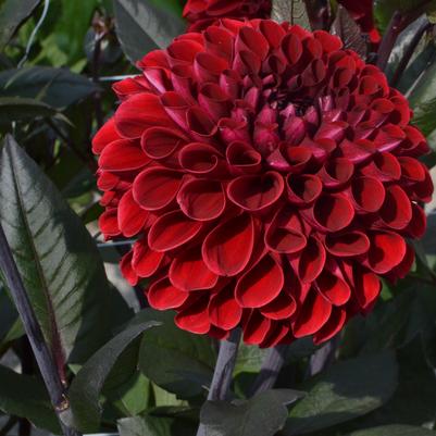 Dahlia 'Baccara'