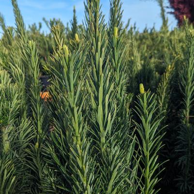 Cephalotaxus harringtonia 'Fastigiata'