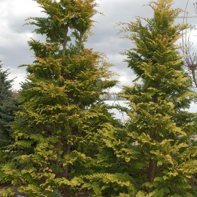 Chamaecyparis obtusa 'Crippsii'