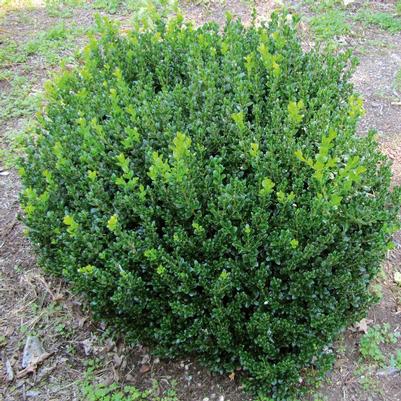 Buxus microphylla 'Little Missy'