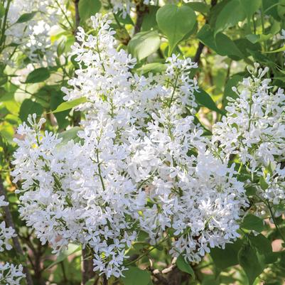 Syringa vulgaris New Age™ White