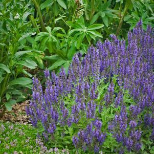 Salvia nemerosa Marcus™