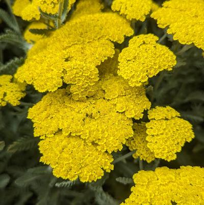 Achillea filipendulina Moonshine