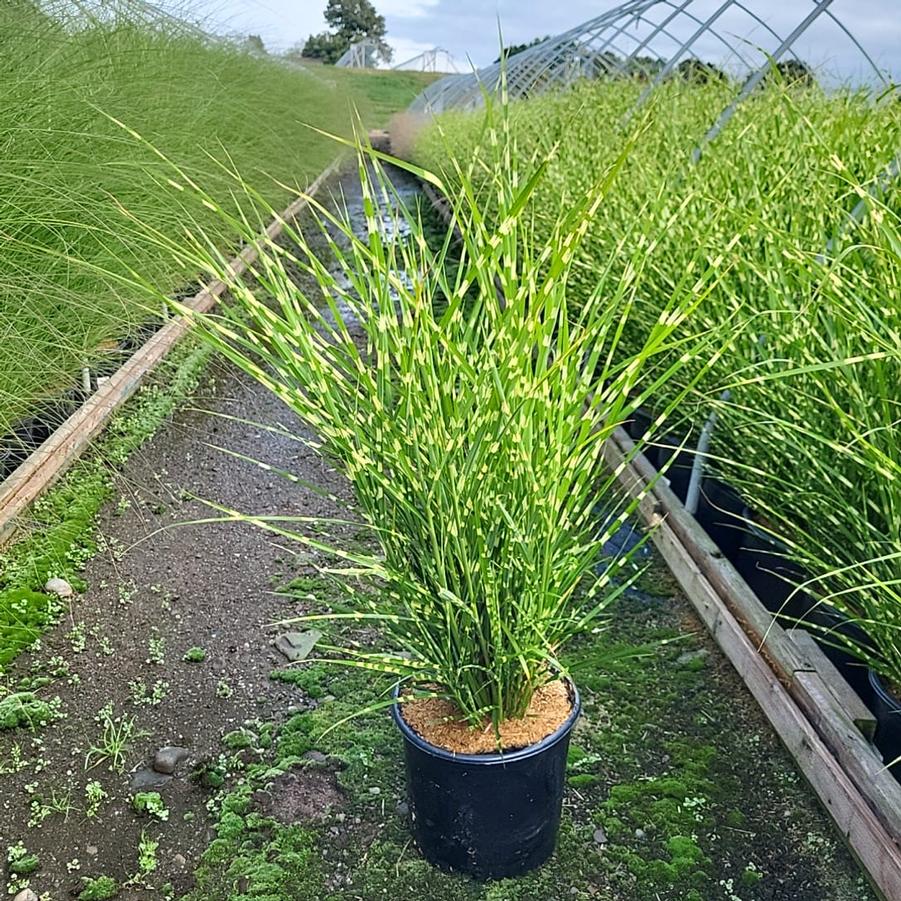 Miscanthus sinensis Strictus