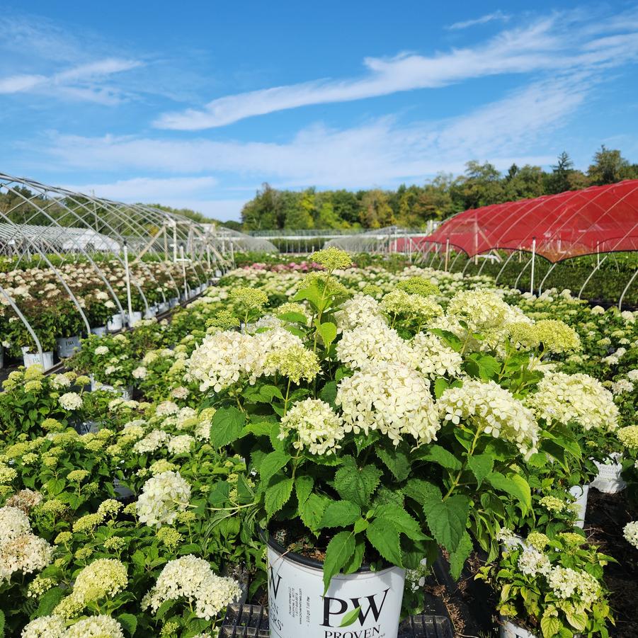 Hydrangea arborescens Invincibelle Limetta®