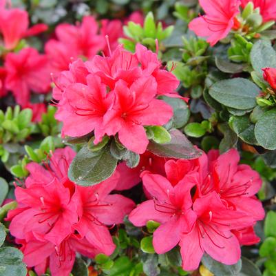 Azalea Hino Crimson