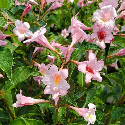 Weigela florida Sonic Bloom® Pure Pink