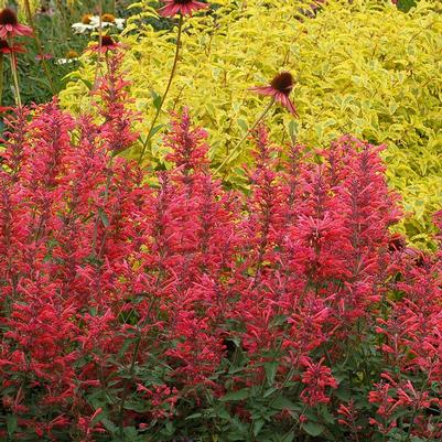 Agastache Kudos™ Coral