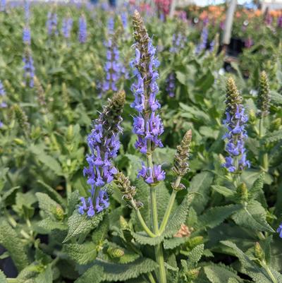 Salvia x sylvestris Blue Hill