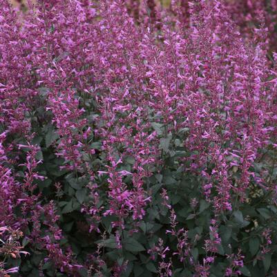 Agastache hybrid Meant to Bee™ 'Royal Raspberry'