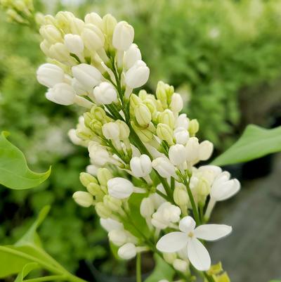 Syringa x hyacinthiflora Angel White