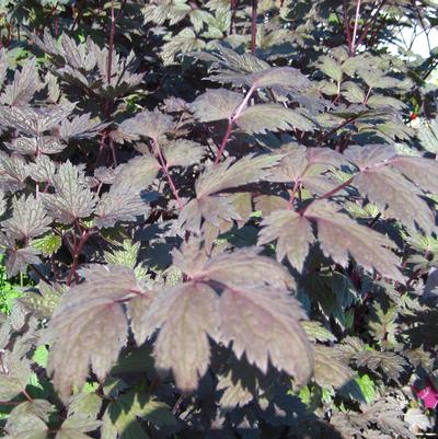 Actaea racemosa 'Brunette'