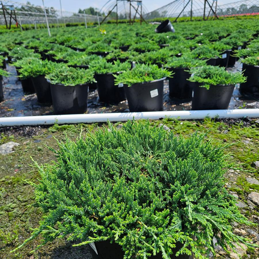 Juniperus horizontalis 'Bar Harbor'