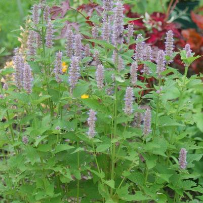 Agastache foeniculum 