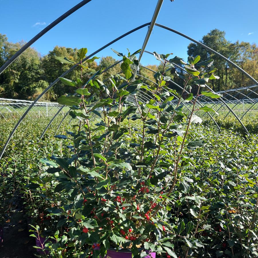 Ilex verticillata Wildfire™