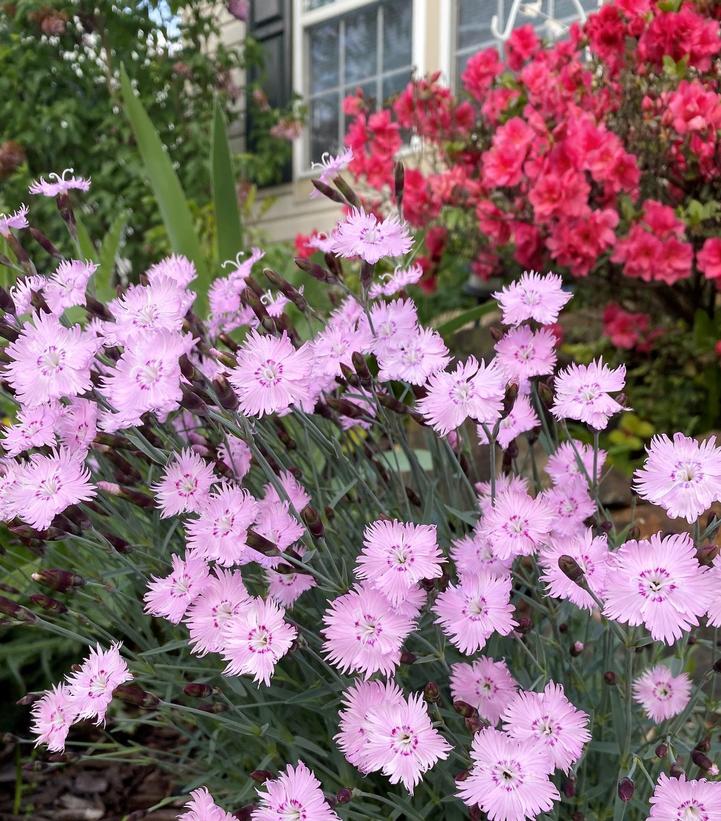 Dianthus 'Bath's Pink'