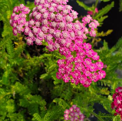 Achillea 'Pink Grapefruit'