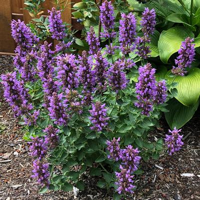 Agastache Poquito® Dark Blue