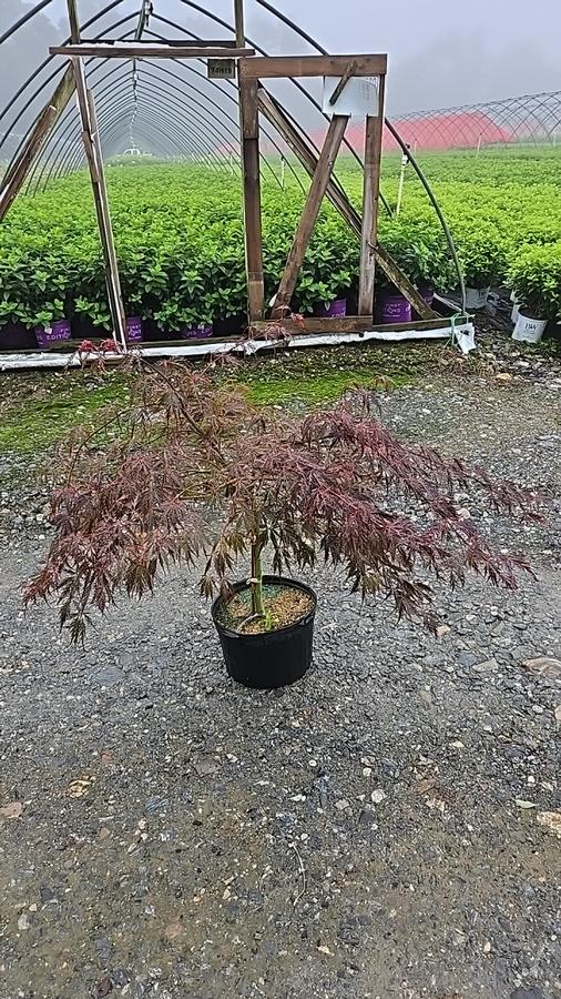 Acer palmatum dissectum 'Crimson Queen'