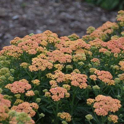 Achillea hybrid 'Firefly Peach Sky'