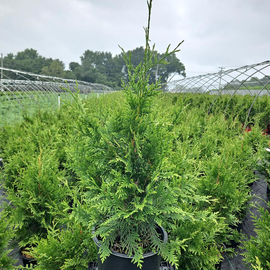 Thuja X 'Green Giant'