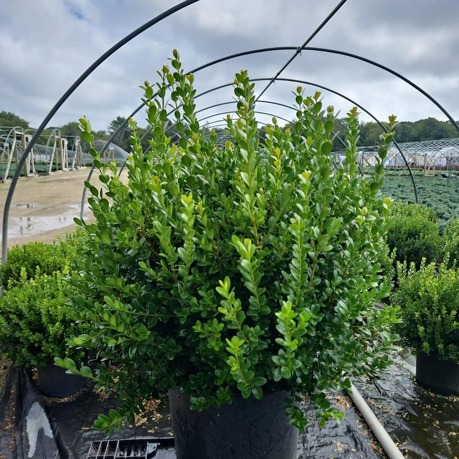 Buxus microphylla var. japonica Baby Gem™