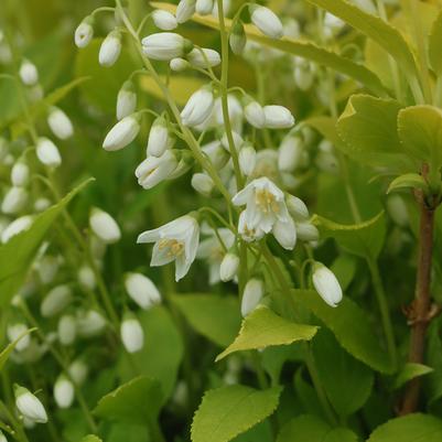 Deutzia gracilis Chardonnay Pearls®