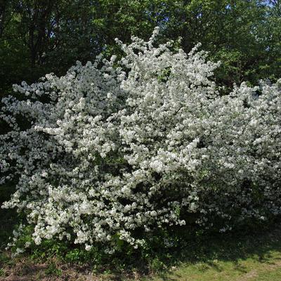 Malus sargentii 