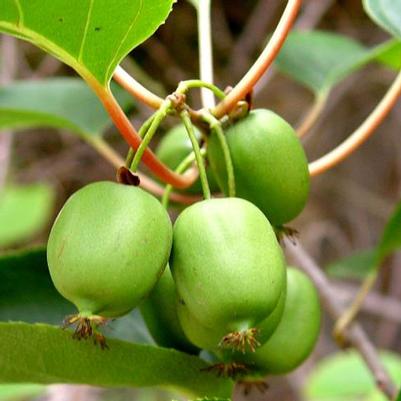 Actinidia arguta Issai