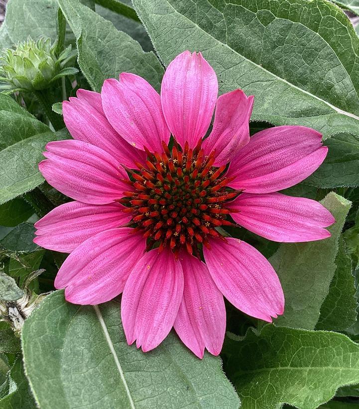 Echinacea x Sunmagic Vintage Pink