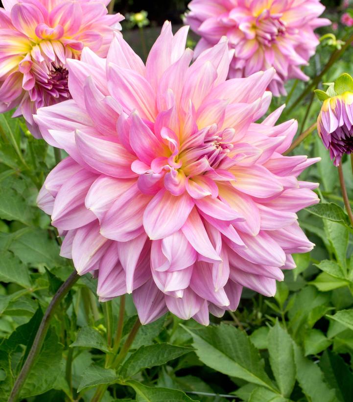 Dahlia 'Strawberry Ice'